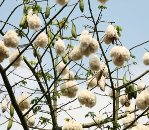 gối bông gạo tự nghiên